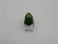 藏品(台灣青銅金龜)的圖片